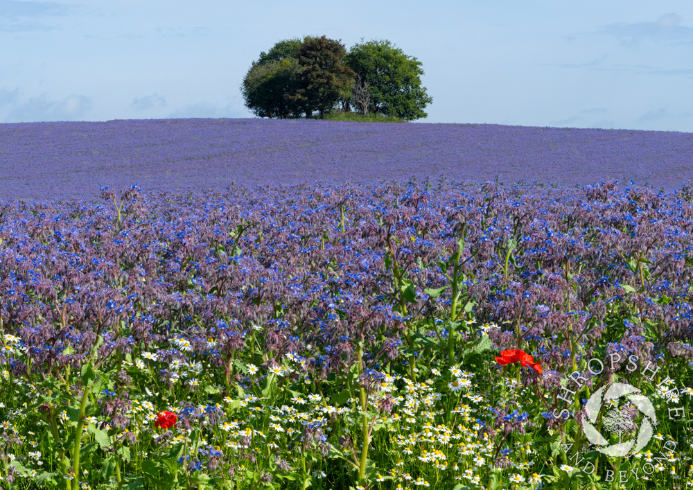 A blaze of harvest colour at Bromfield