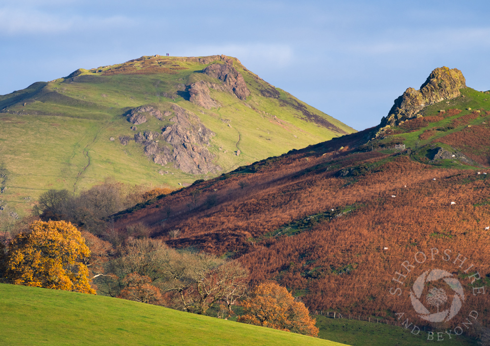 Autumn colour in the Stretton Hills