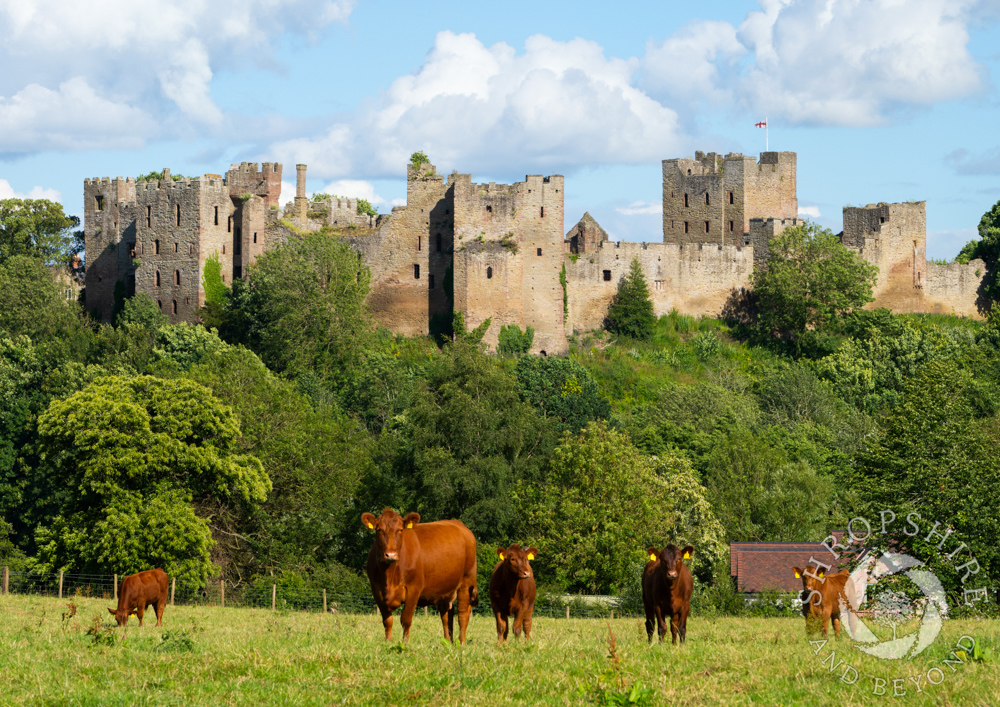 Focusing on a different view of Ludlow Castle
