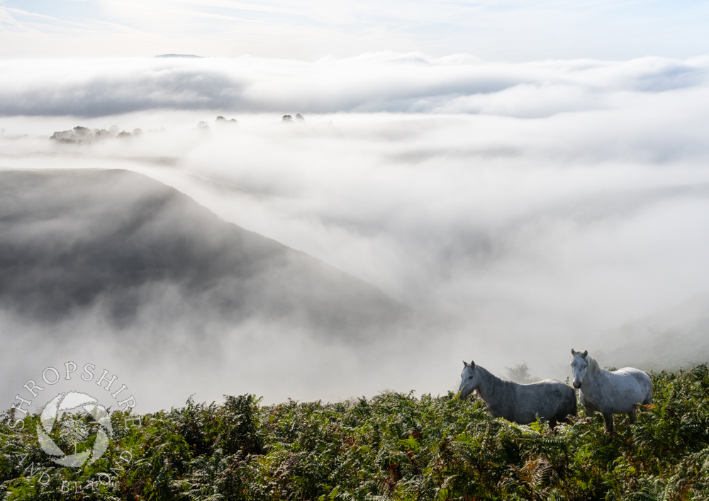 Chance encounter up on the Long Mynd