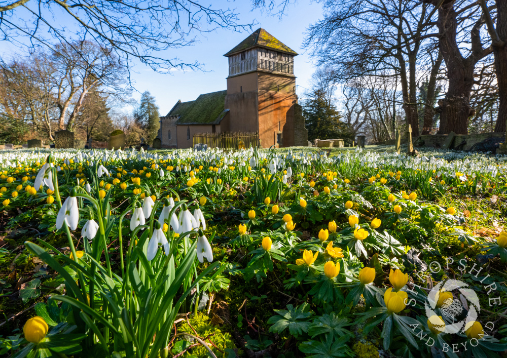 Sea of flowers heralds the approach of spring