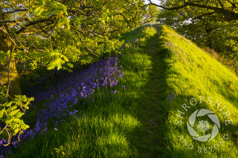 Evening sunlight on the ramparts of Burrow Hill Camp, an Iron Age hill fort near Craven Arms, Shropshire, England.