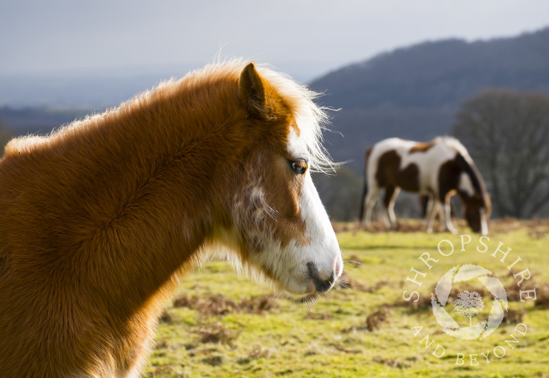 Ponies in winter sunshine on Hopesay Common, near Craven Arms, Shropshire, England.