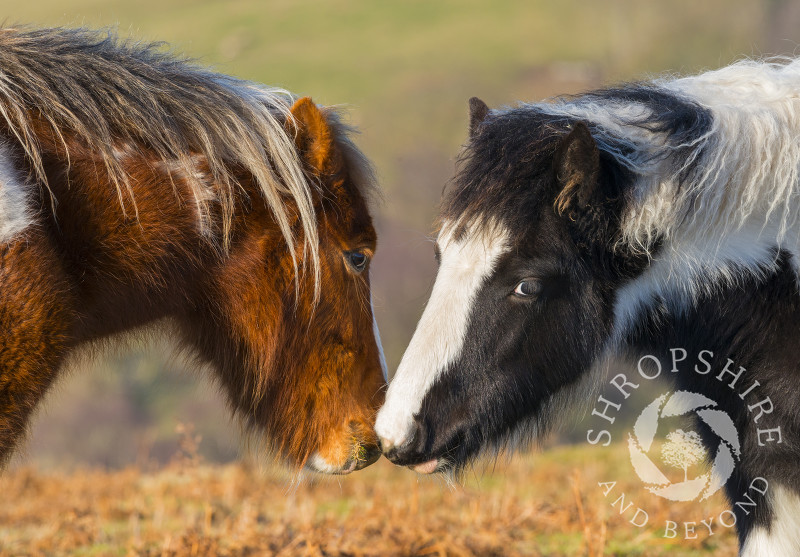 Two wild ponies nuzzling on Hopesay Common, near Craven Arms, Shropshire.