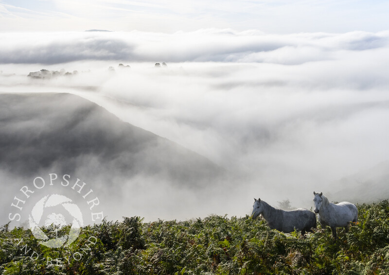 Long Mynd ponies above the mist, Church Stretton, Shropshire.