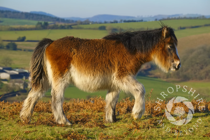 A young wild pony on Hopesay Common, near Craven Arms, Shropshire.