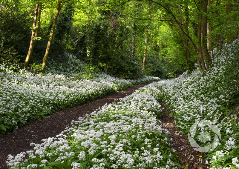 Wild garlic along the old railway line at Much Wenlock, Shropshire.