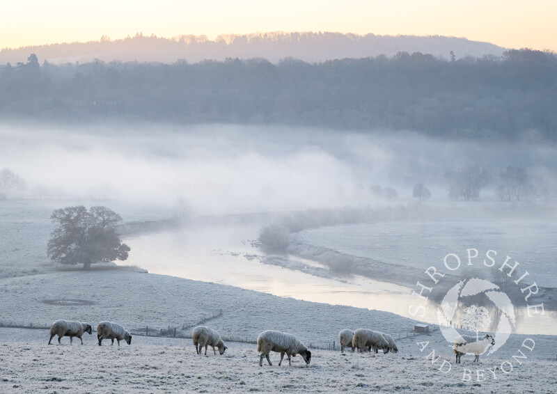 Frosty winter dawn over the River Severn at Leighton, Shropshire.