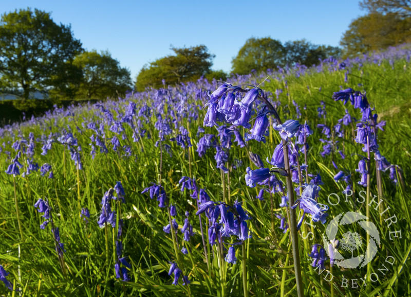 Bluebells on Burrow Hill Camp, an Iron Age hill fort near Craven Arms, Shropshire.