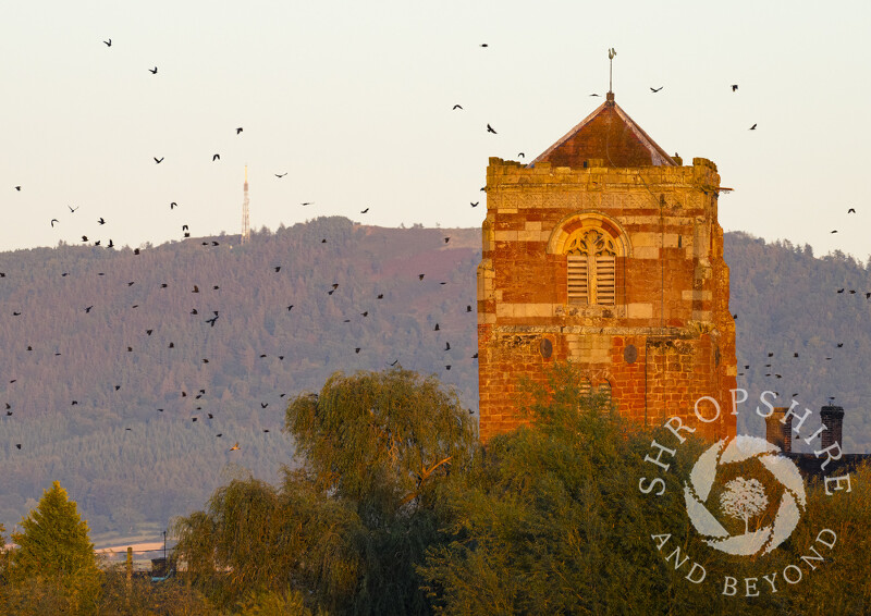 Birds circling the tower of St Eata's Church at Atcham at sunset, near Shrewsbury, Shropshire.