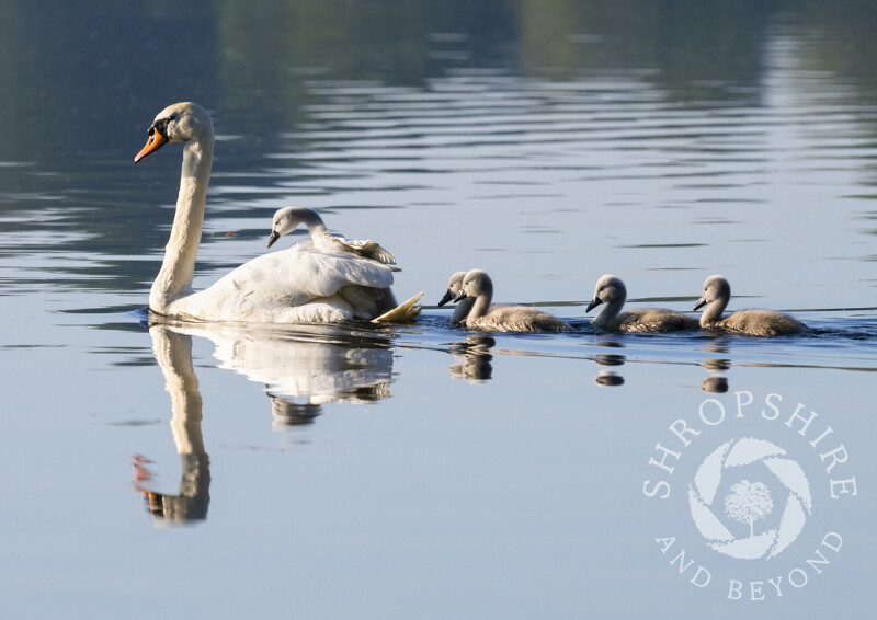 Swan and cygnets on the Mere at Ellesmere, Shropshire.