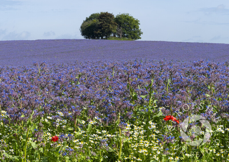 A field of borage at Bromfield, Shropshire.