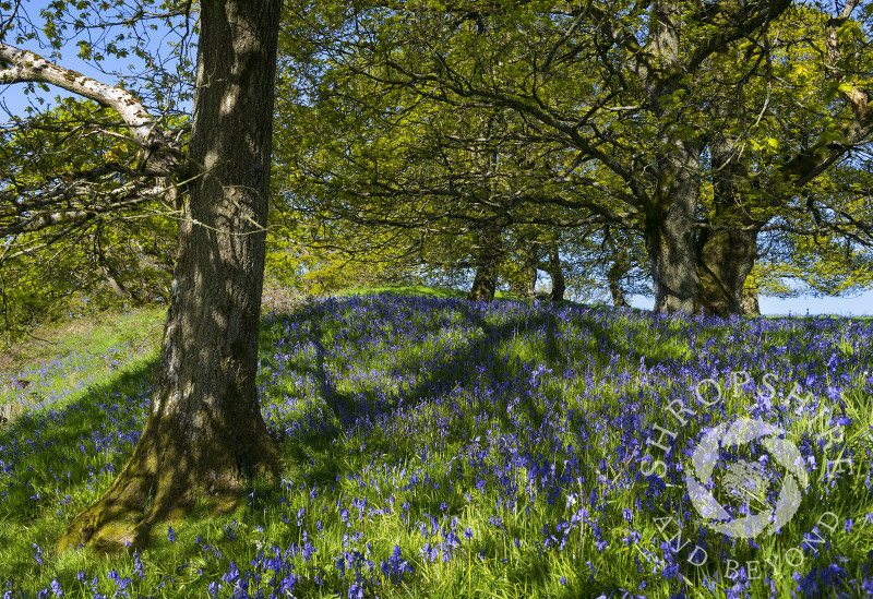 Bluebells on Burrow Hill Camp, an Iron Age hill fort near Craven Arms, Shropshire.