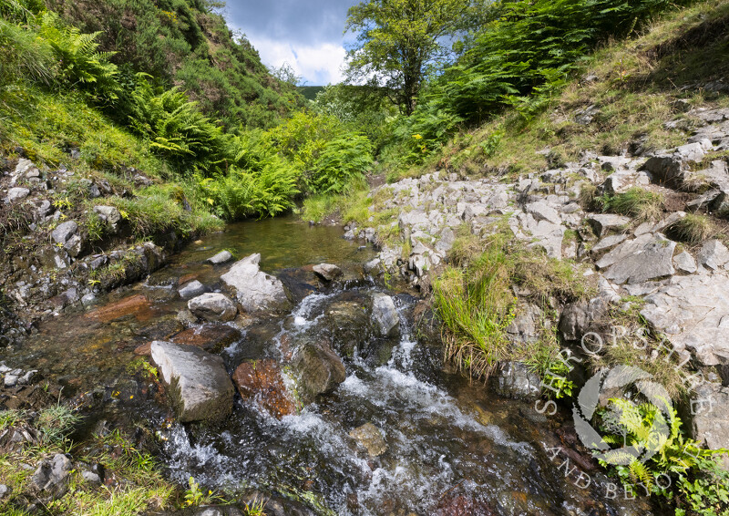 The Quinny Brook in Ashes Hollow, near Little Stretton, Shropshire.